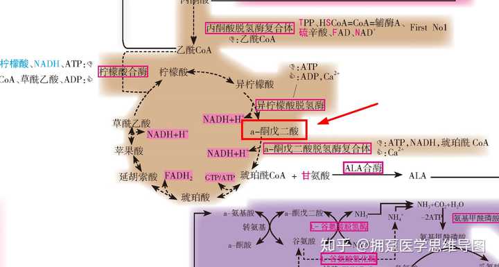 从氨基酸代谢的角度简述肝性脑病氨中毒的可能机制