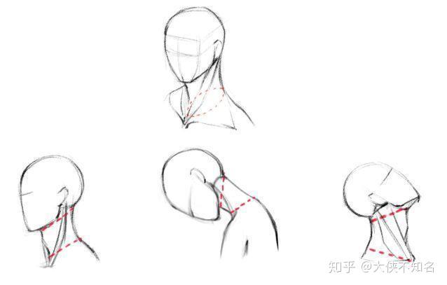 脖子与肩膀的配合运动 仰头,低头相比较于平视时,长度看起来会有些不