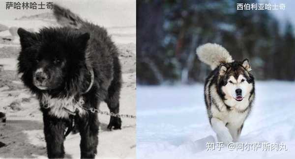 "消失的桦太犬"——萨哈林哈士奇