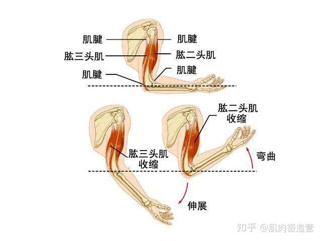 第一:手臂的肌肉组成