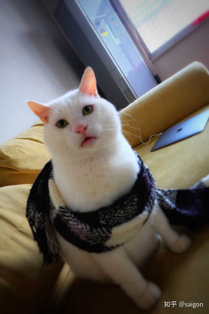 壁纸 动物 狗 狗狗 720_1080 竖版 竖屏 手机