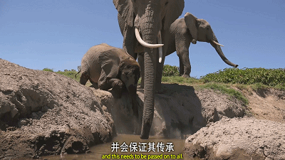 壁纸 大象 动物 400_225 gif 动态图 动图