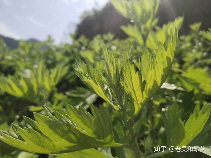 这是白蒿还是艾草?