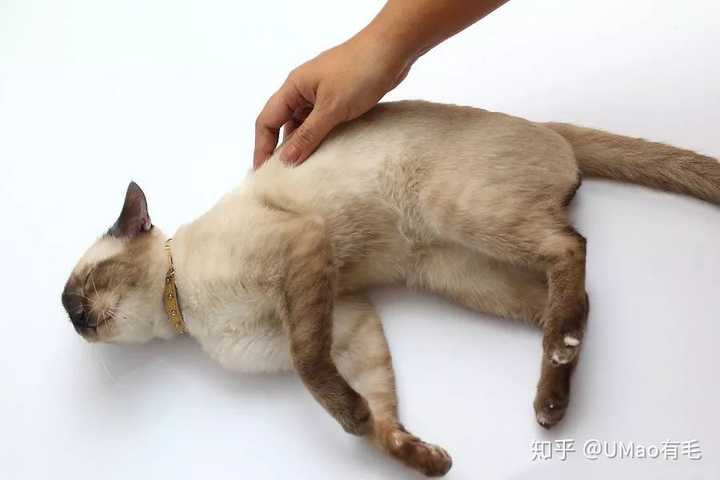 猫有痒痒肉吗?在哪里?它怕不怕?挠它痒痒肉它会很舒服还是会揍我?