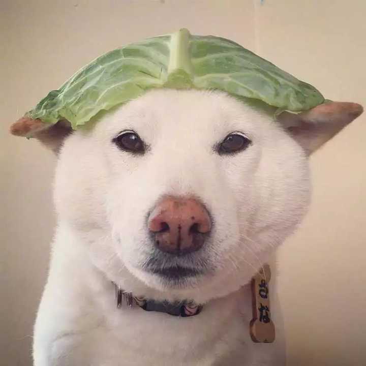 有哪些可爱又不失搞笑的头像?