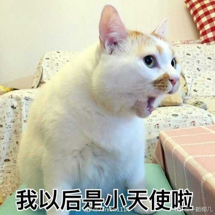 请问这一只猫表情包的名字,没搜到emmm?