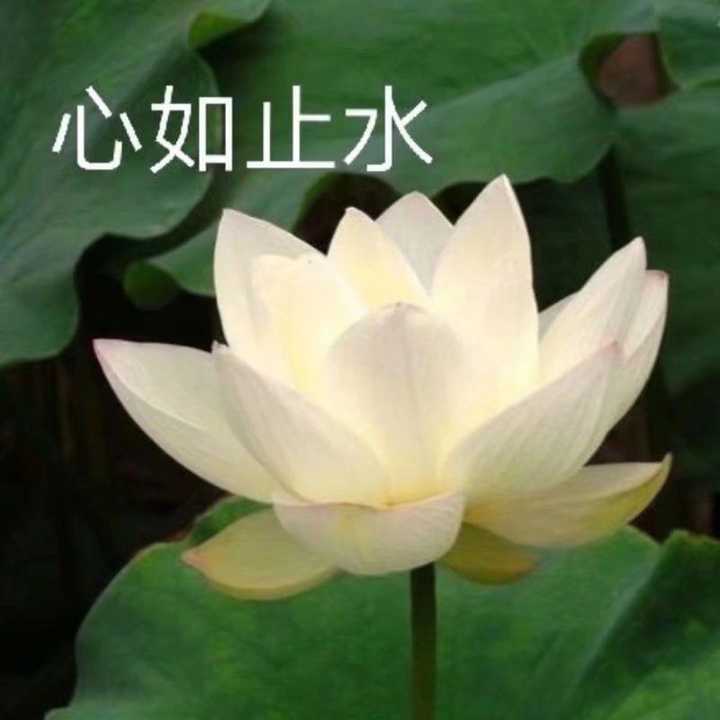 名字也给姐妹们选好了: 人生如茶 且听风吟 云淡风轻 滴水穿石 心如