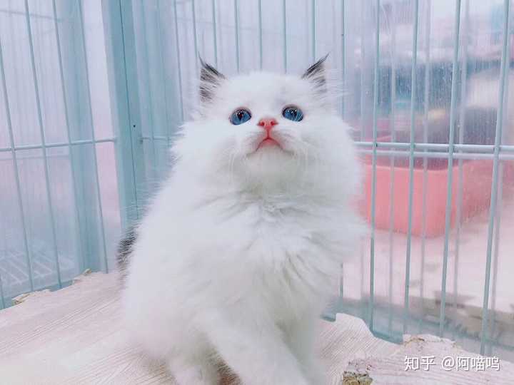 刚领养回来的小奶猫应该做什么?