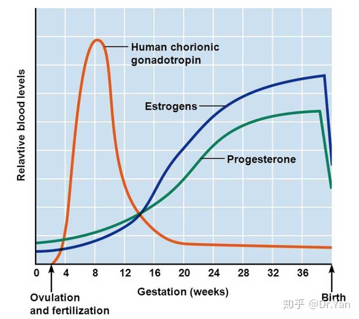 妊娠期孕产妇体内的激素变化,图片来自《human anatomy and