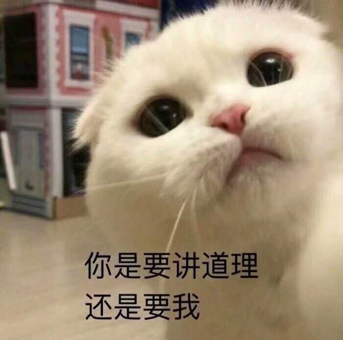 有哪些可爱到哭泣的猫咪图片或者表情包?