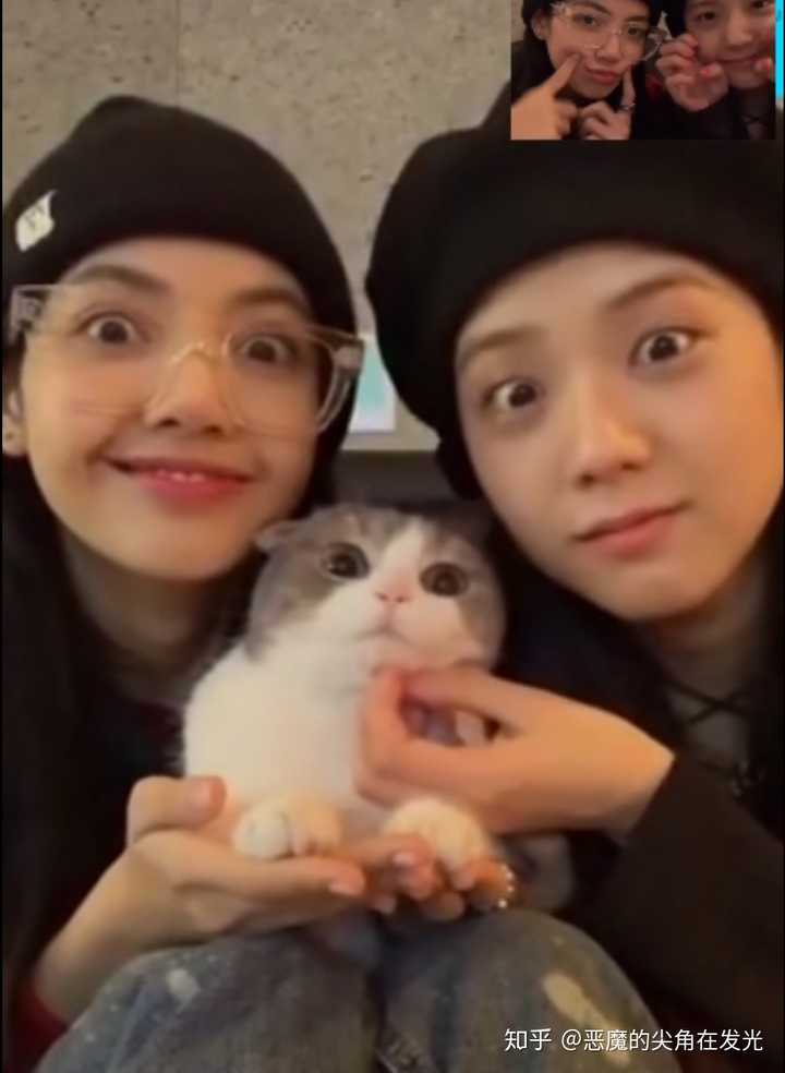 lisa的三只猫分别猫是什么品种