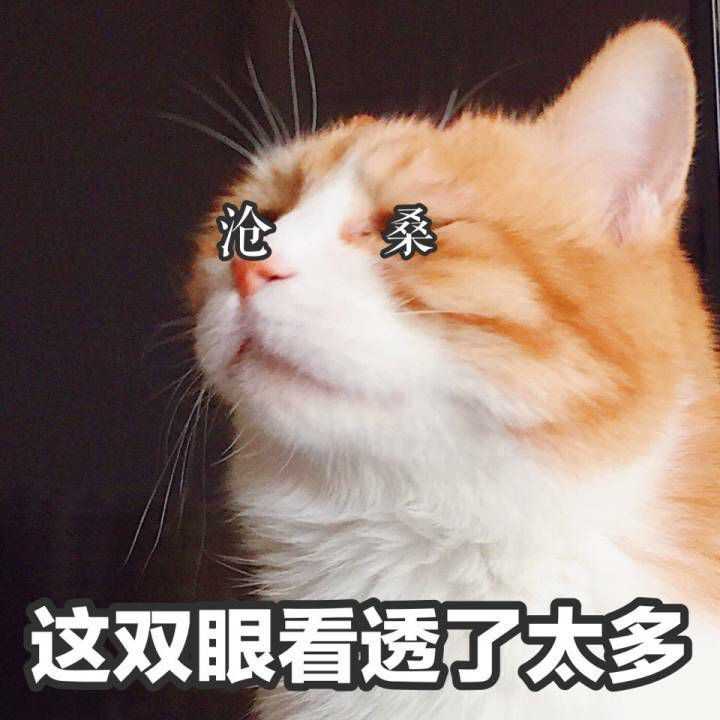 有哪些搞笑的猫咪表情包?