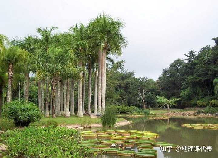 喜马拉雅山南坡的自然带基带为什么不是热带季雨林?