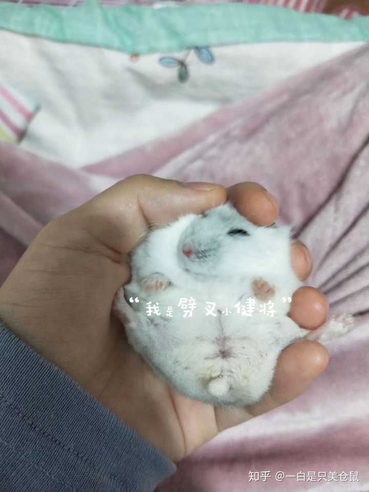 最适合新手养且最粘人的仓鼠是什么种类的?