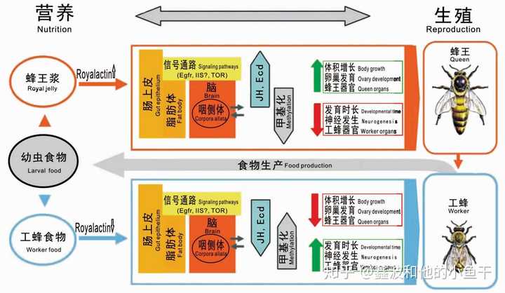 蜜蜂级型分化的一般模型