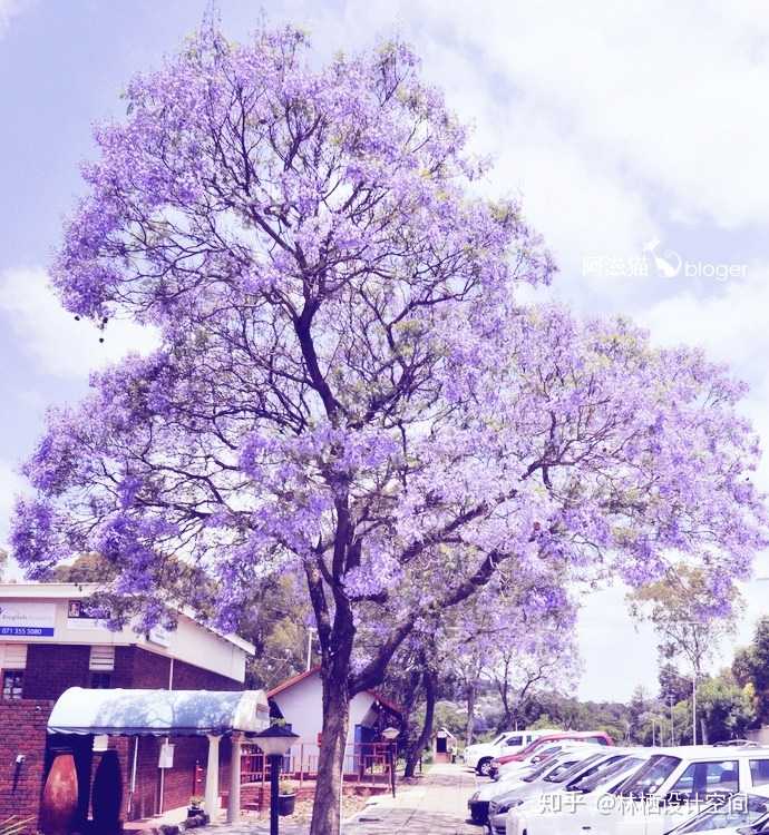 请问什么样的花树可以高大 繁茂 遮阳 好养,花朵颜色粉色紫色为佳