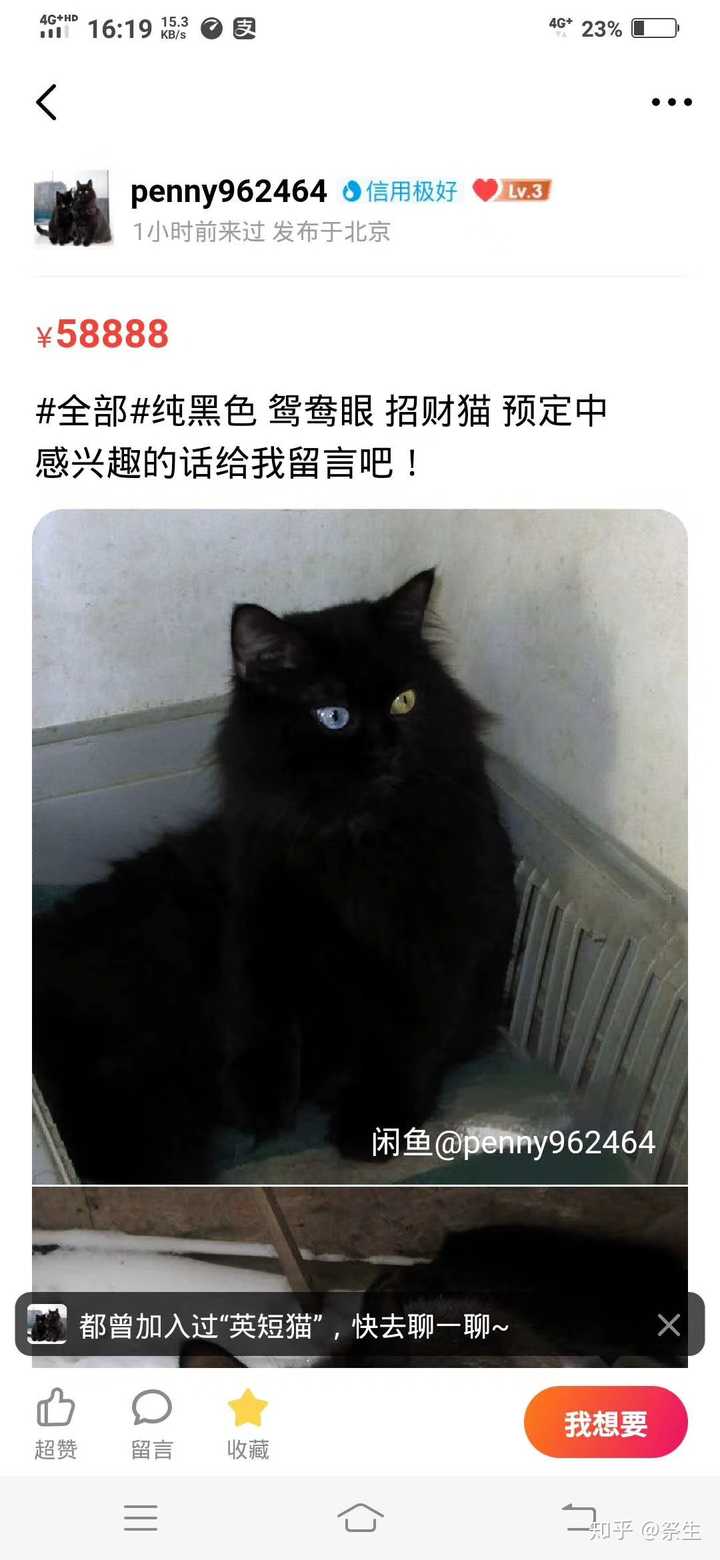 纯黑色的猫有鸳鸯眼的嘛?