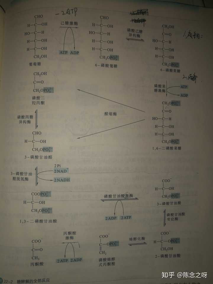 酵母菌发酵是呼吸作用起作用还是酿酶起作用?