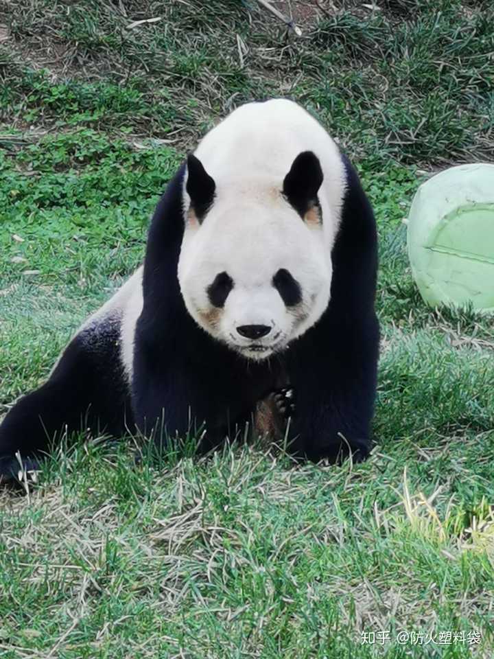 是一只可爱的大熊猫啦,这是上次和女朋友一起去西安秦岭野生动物园