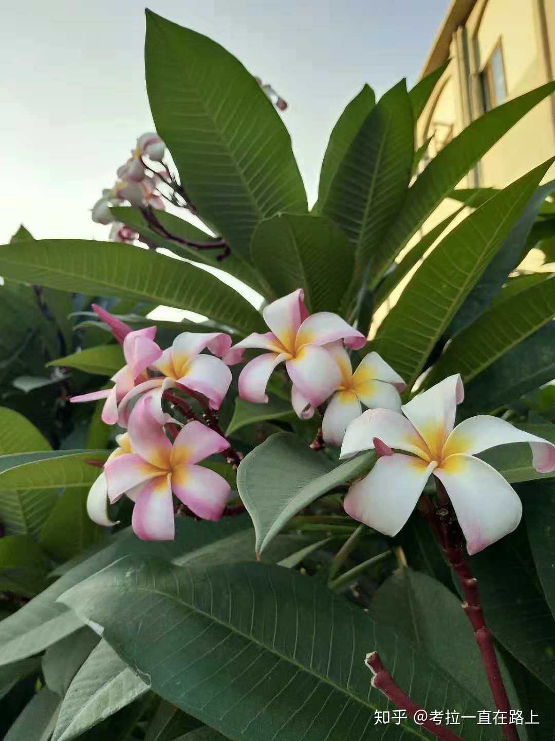 鸡蛋花,垂枝红千层,铁海棠,假连翘,朱瑾,长春花, 马鞭草,黄蝉,蓝花丹