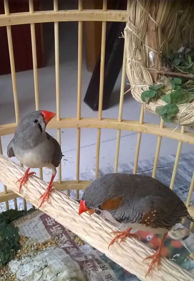 这是一对珍珠鸟.不知道如果养了猫,猫会欺负鸟,还是害怕鸟.