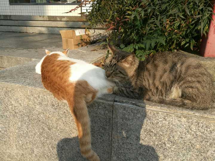 如何对待校园的流浪猫?