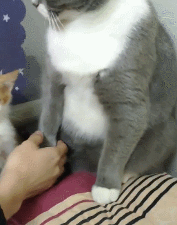 买到一只橘色英短是什么体验?