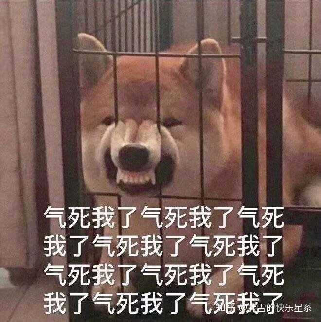 520适合单身狗的表情包?