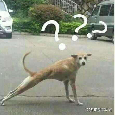 有哪些狗表情包(非经典)?