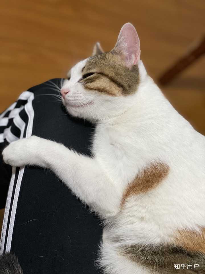 心情不好,可以给我发一些可爱的猫咪图片吗?