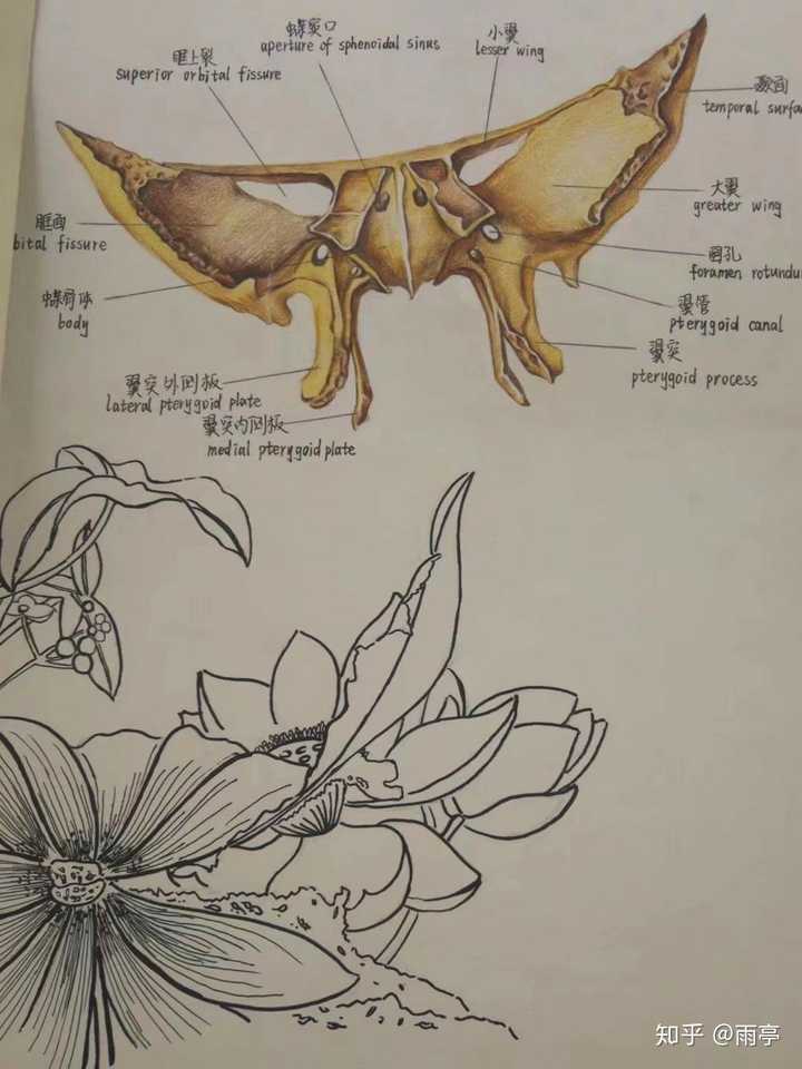 如果不想做医学生,想去学画画,怎么看?