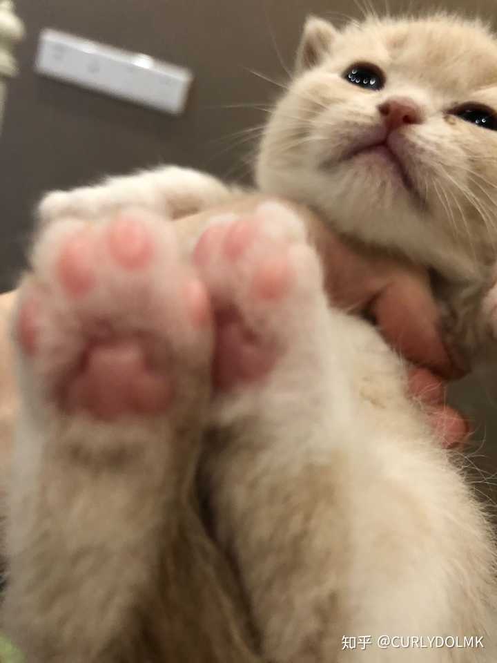 粉爪子短毛猫咪都有哪些呀