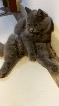 养一只英短蓝猫是什么体验?