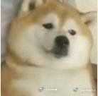 撩我家狗子的不知不觉间存了好多图,(小套路中参杂些许去幼儿园的车