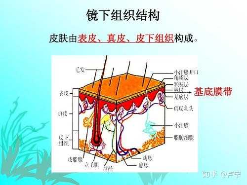 皮肤产生痘坑痘印,是基底膜受损导致的吗,怎么修复基底膜?