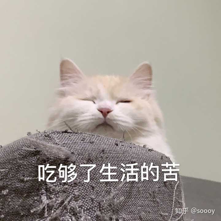 分享猫咪比较傻屌的照片?(各位铲屎官的猫都太可爱啦!