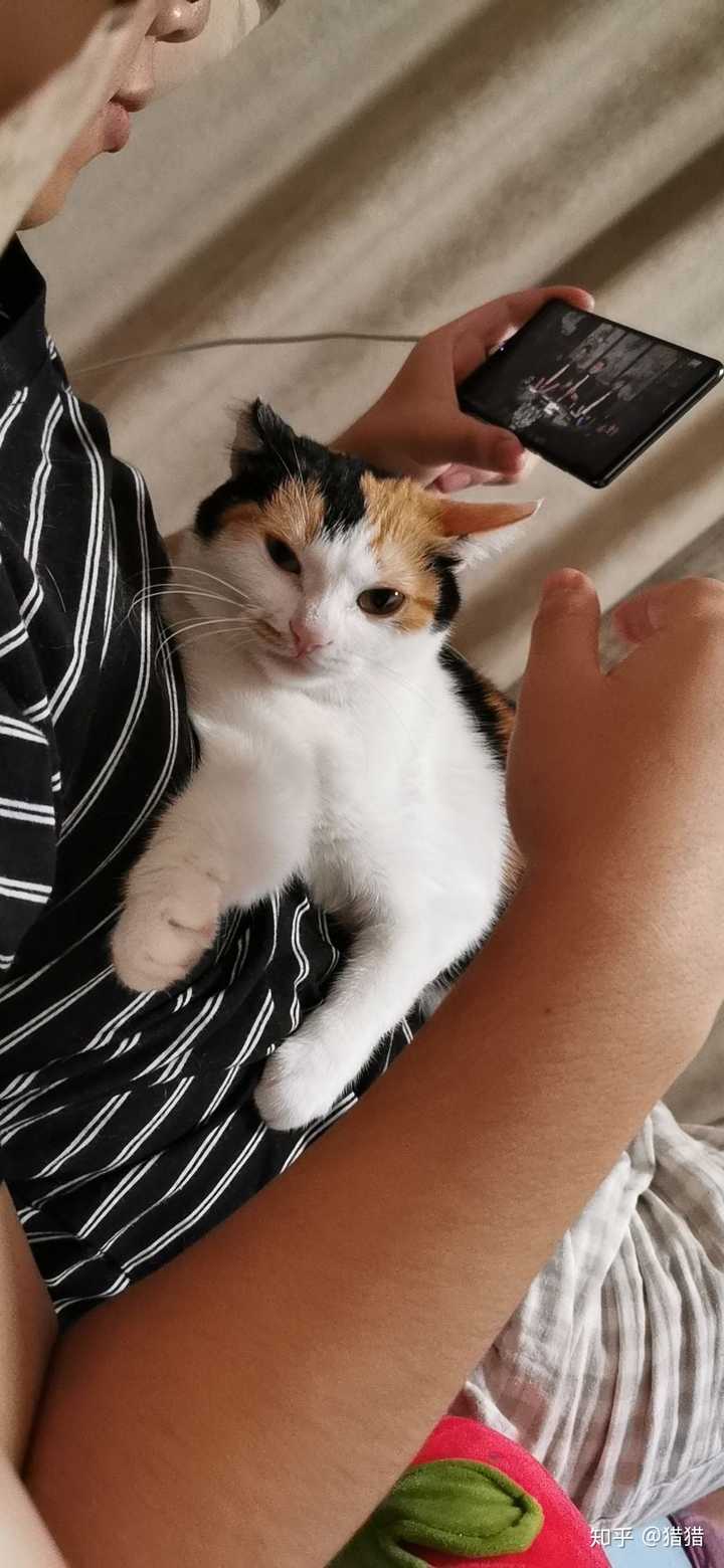你家的猫都有哪些骚动作?