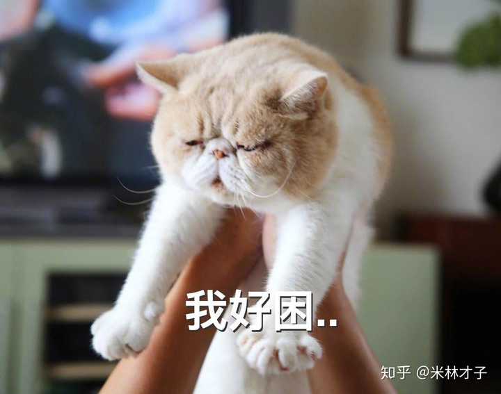 为什么很多知乎用户喜欢使用猫咪的表情包