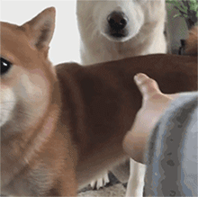 有哪些搞笑的动图gif表情包