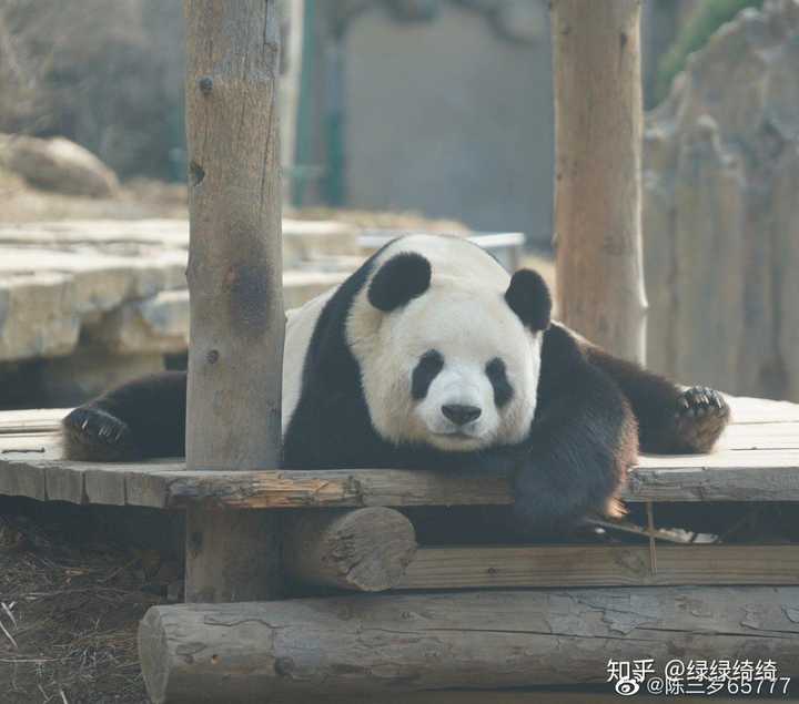 好看的熊猫头像来码楼啊!