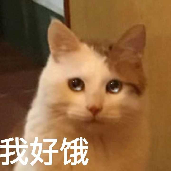 有没有什么比较卑微的表情包 或者那种可以表达自己内心绝望和看破