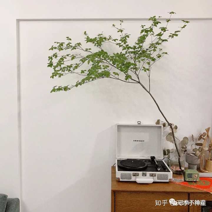 有什么适合家居室内摆放的高逼格植物?尤其是北欧风?