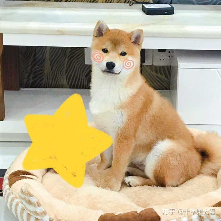 有没有靠谱柴犬犬舍推荐,西安本地的最好?