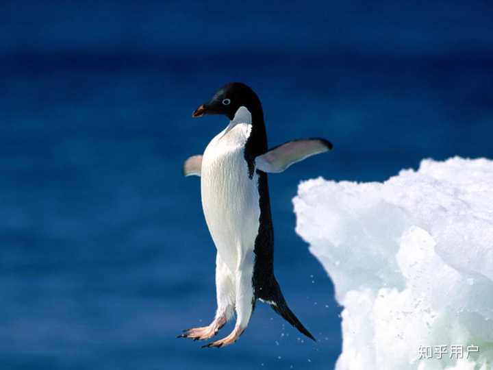 这才是真正的企鹅腿长