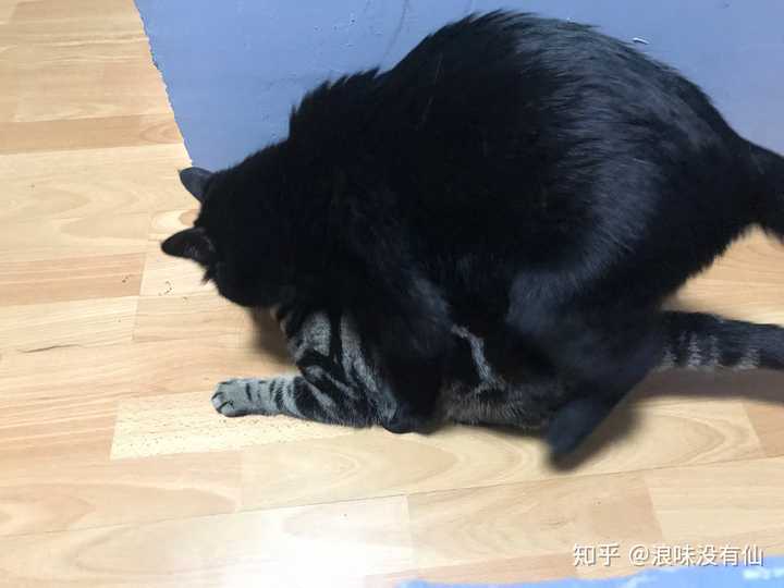 如何科学对待绝育公猫疯狂骑小母猫的行为?