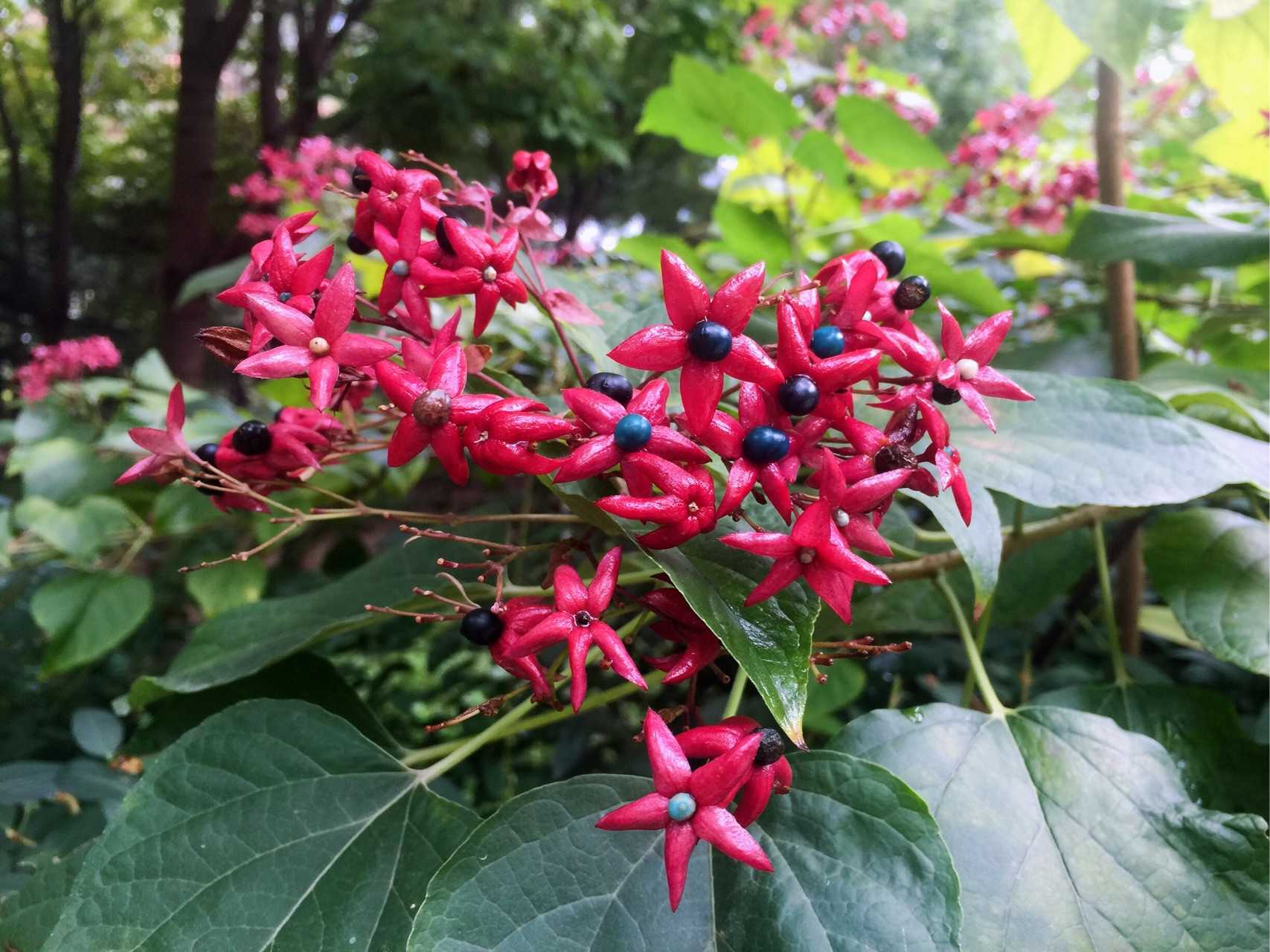 海州常山,怎么听都不像植物的名字.