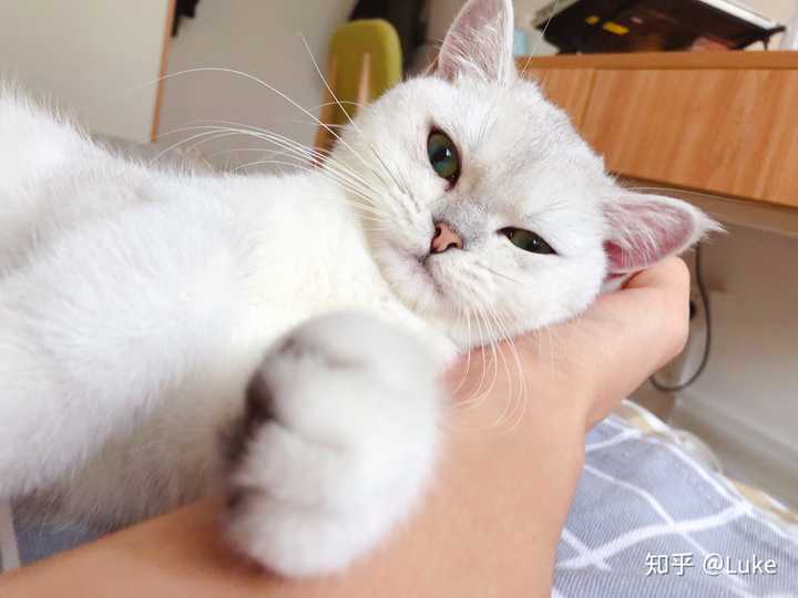 你见过最好看的猫长啥样?