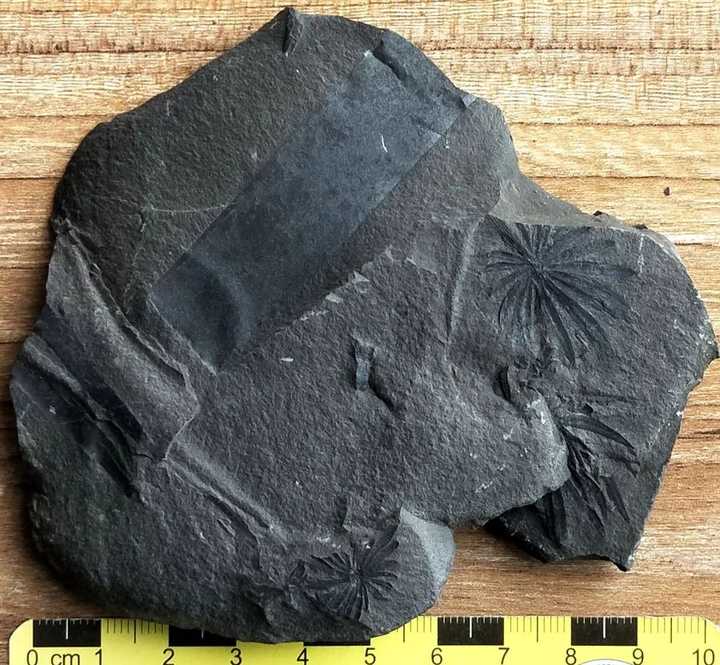 轮叶化石,一种蕨类植物.我国山西的煤矿里的煤矸石中常见.