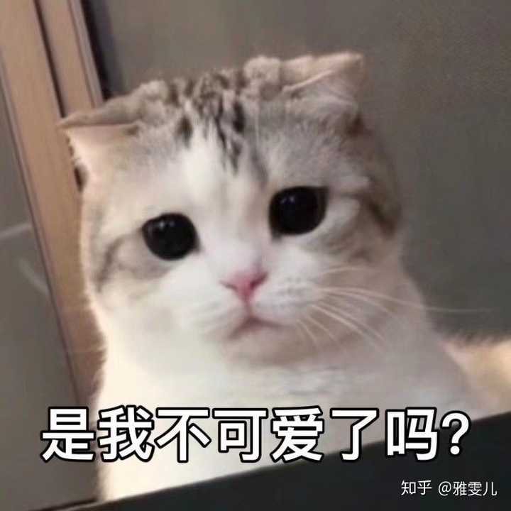 你们有很萌很好看的猫猫表情包吗