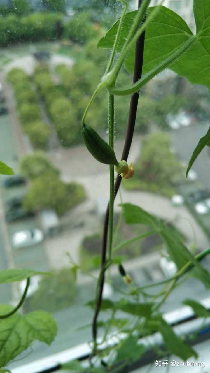 这是我在我家阳台上水培的拇指西瓜,从一颗种子开始的